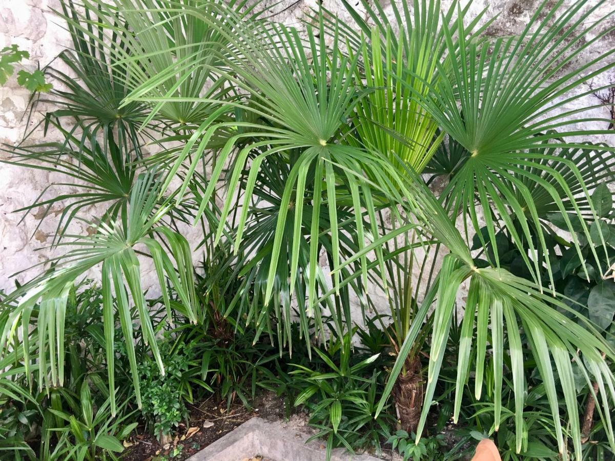 Palmera Mostar Kültér fotó